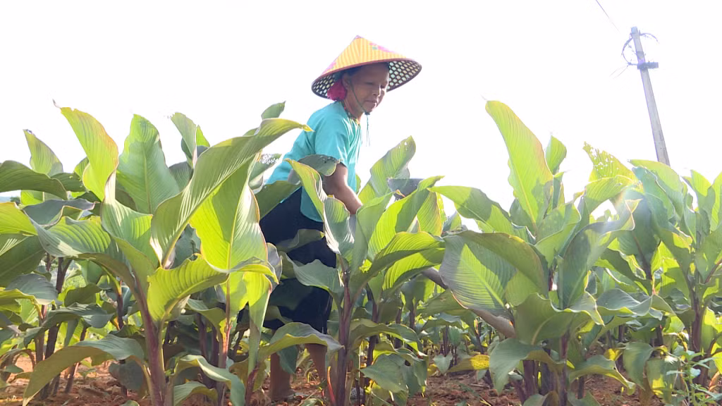 Trồng dong riềng tại xã Húc Động, huyện Bình Liêu.