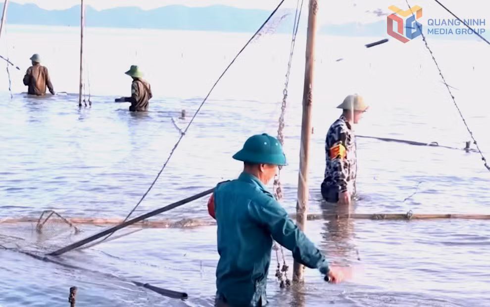 Các lực lượng chức năng xã Quảng Hà tháo dỡ cọc, đăng đáy trái phép ở vùng biển do xã quản lý. Ảnh: Thu Nguyệt