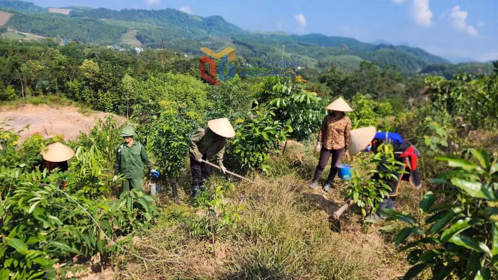 Mô hình trồng lim, dổi xen kẽ cây quế của gia đình anh Nịnh Văn Năm (xã Thanh Sơn, huyện Ba Chẽ). Ảnh: Mai Linh