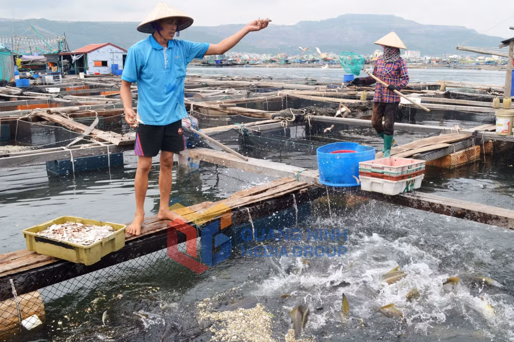 Người dân nuôi cá giò tại khu vực Bến Do (TP Cẩm Phả). Ảnh: Việt Hoa