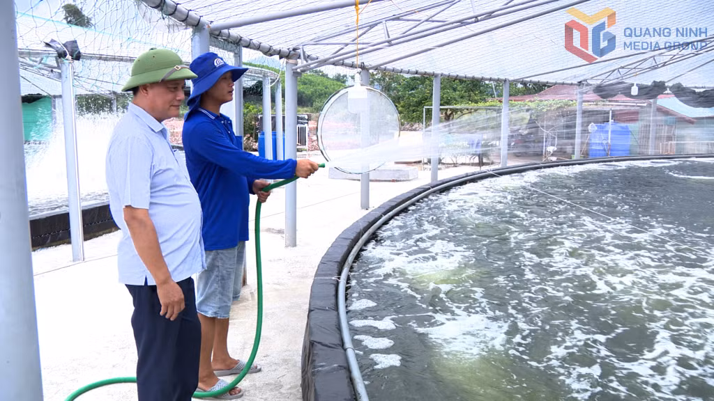Hợp tác xã Thủy sản xanh Đông Ngũ đầu tư nuôi tôm công nghệ cao trên diện tích hơn 2ha với hệ thống ao bạt, có mái che. Ảnh: Hải Hà