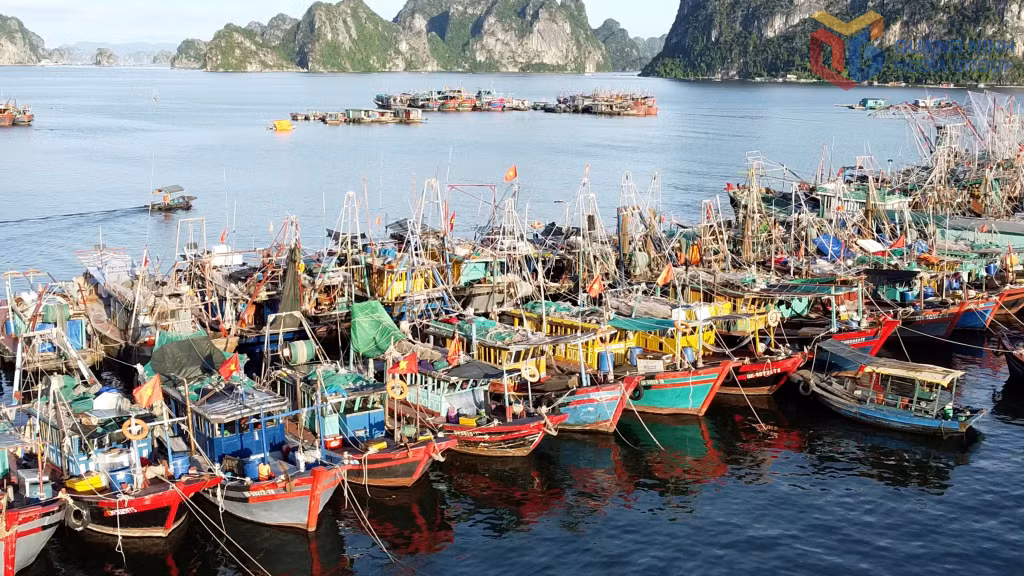 Tỉnh Quảng Ninh hiện có đội tàu cá gồm 4.153 chiếc, khai thác phân bổ tại nhiều địa phương ven biển.
