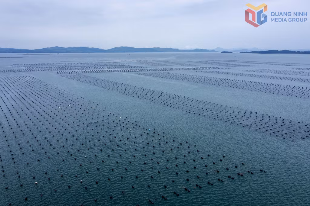 Nuôi hàu vùng biển xã Đầm Hà.