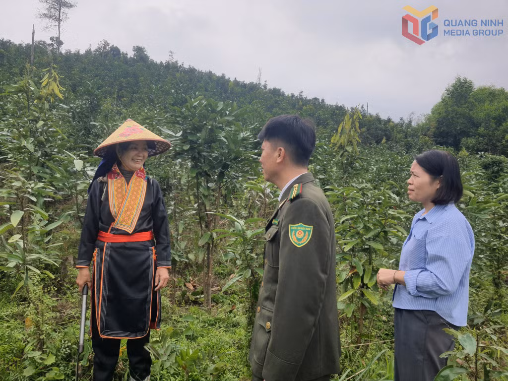 Chính quyền xã Ba Chẽ vận động người dân trồng quế hữu cơ.