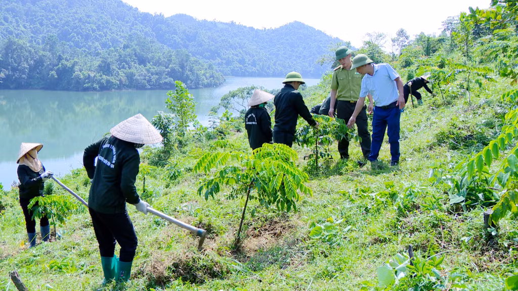 Diện tích rừng trồng của Công ty TNHH MTV Lâm nghiệp Tiên Yên Quảng Ninh đang sinh trưởng và phát triển tốt.