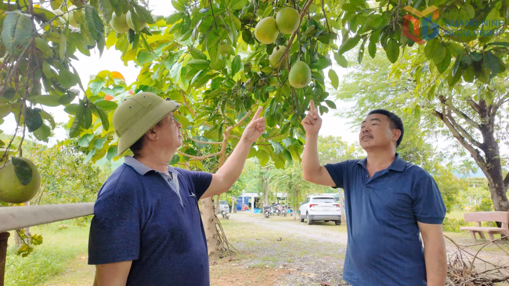 Du khách tham quan, trải nghiệm vườn bưởi tại xã Quảng La.
