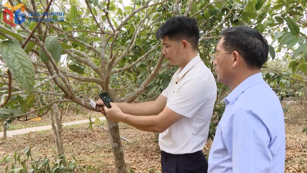 Sau một động tác check điện thoại, nhiều thông số của cây trà hoa vàng Quy Hoa đã được hiện ra.