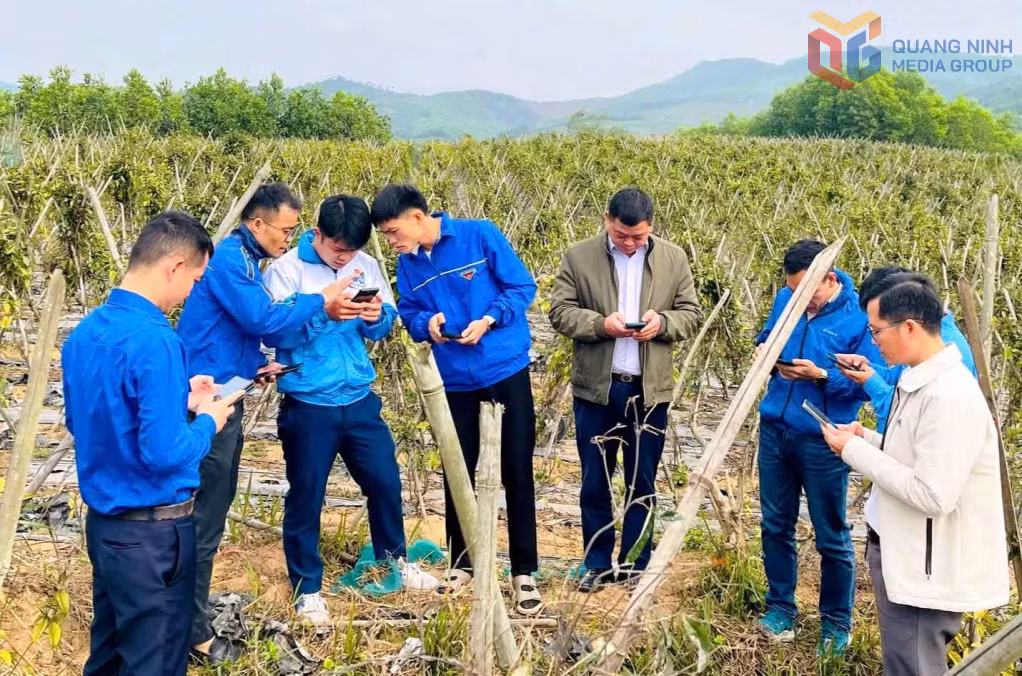 ĐVTN xã Kỳ Thượng hỗ trợ hộ nông dân số hóa dữ liệu vùng trồng cây dược liệu ba kích tím (tháng 1/2026).&nbsp;Ảnh: Bình Minh (CTV)