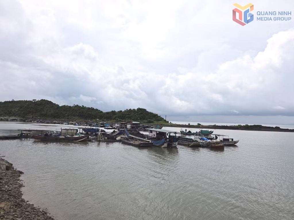 Nhiều tàu thuyền có nhu cầu neo đậu tại khu neo đậu Vĩnh Trung, mặc dù nhiều phao neo ở đây đã xuống cấp.
