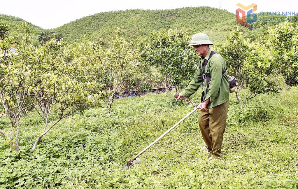 CCB Trần Văn Bảo (thôn Đài Xuyên, đặc khu Vân Đồn) chăm sóc vườn cam - Mô hình mang lại nguồn thu nhập ổn định cho gia đình.