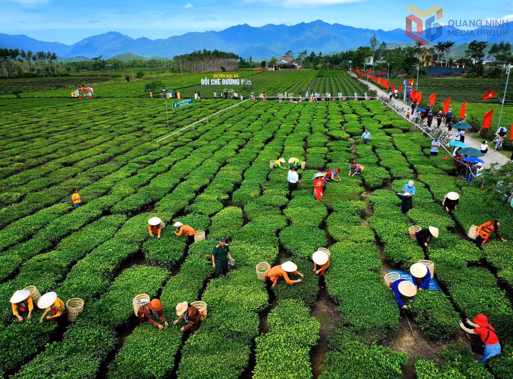Những đồi chè xanh mướt ở Đường Hoa ngày càng thu hút du khách đến tham quan, trải nghiệm và khám phá sản phẩm trà OCOP.