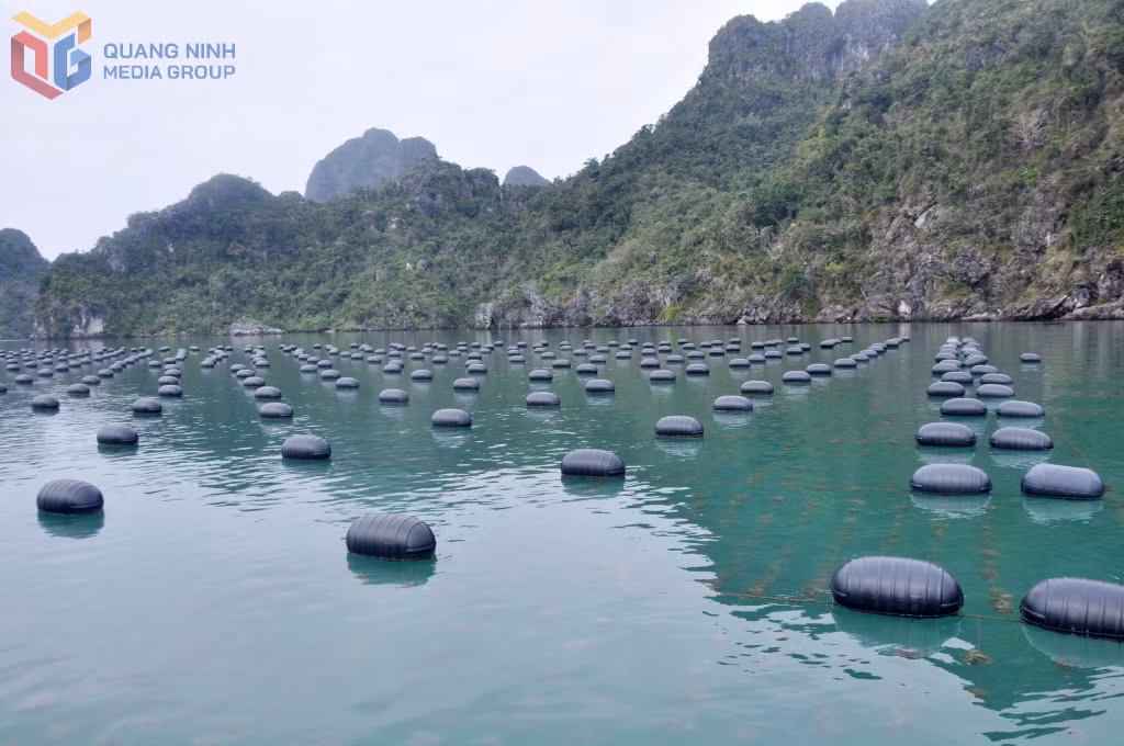 Nuôi hàu sử dụng vật liệu HDPE trên vùng biển Vân Đồn.