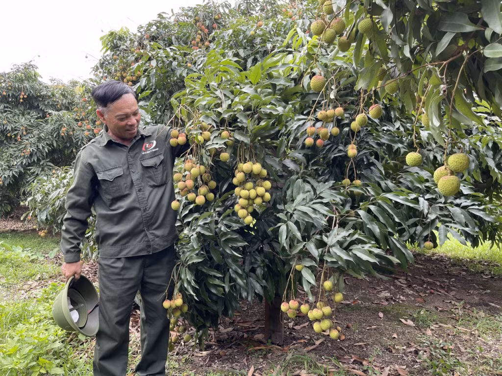 Năm nay, vải chín sớm Phương Nam (TP Uông Bí) đạt doanh thu trên 60 tỷ đồng, đem lại niềm vui cho các hộ trồng vải.