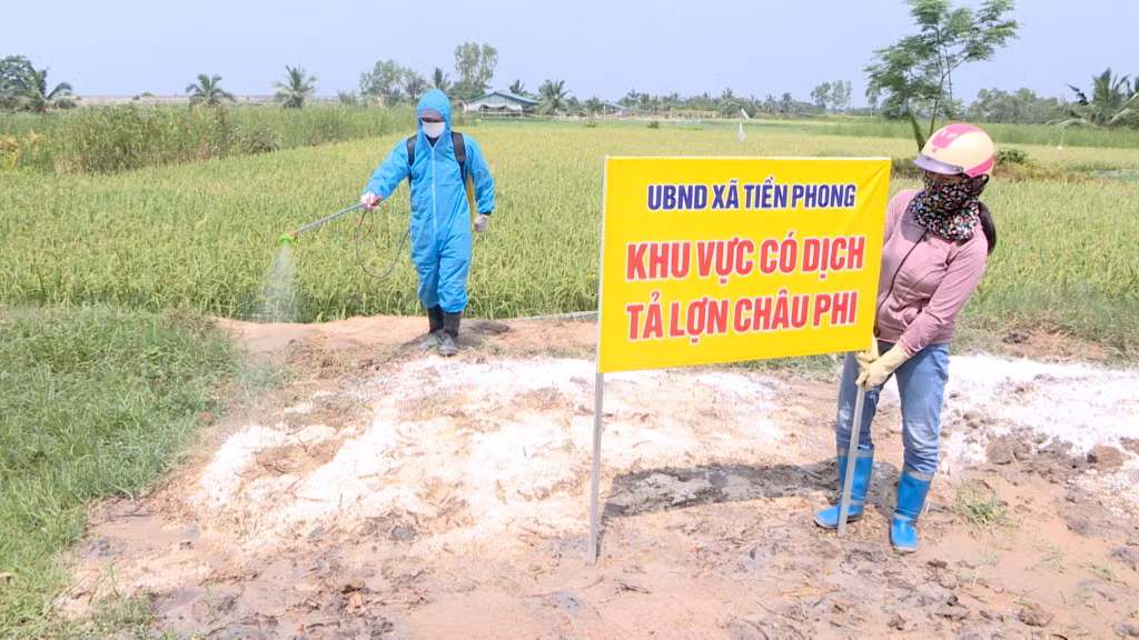 Sau khi phát hiện, lợn nhiễm dịch mang đi tiêu hủy, chôn lấp theo quy định. Ảnh: Mai Hương