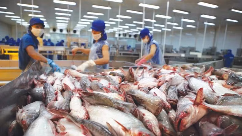Dự báo xuất khẩu thủy sản sẽ tăng vào cuối năm.