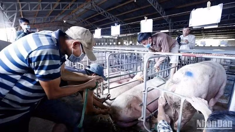 Cơ quan chức năng xử lý đàn lợn bị mắc bệnh dịch tả lợn châu Phi. Ảnh: BẢO VĂN