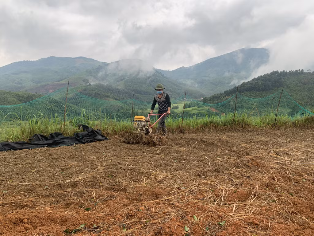 Người dân xã Phong Dụ (huyện Tiên Yên) chuẩn bị đất trồng cây chanh leo.