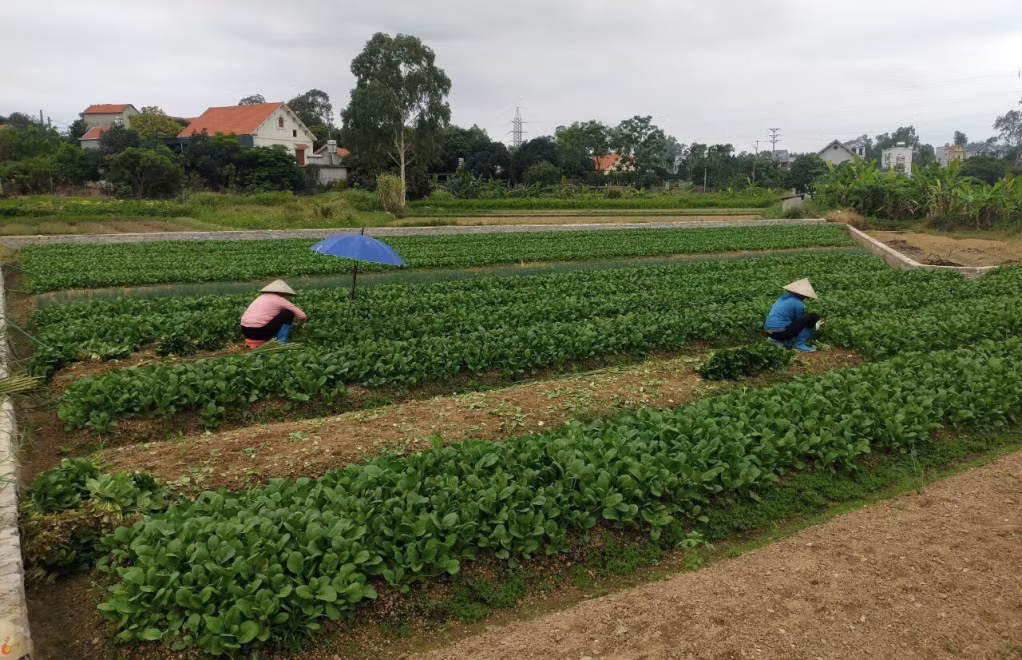 Nông dân khu Hợp Thành (phường Cộng Hòa, TX Quảng Yên) thu hoạch rau cải ngọt.