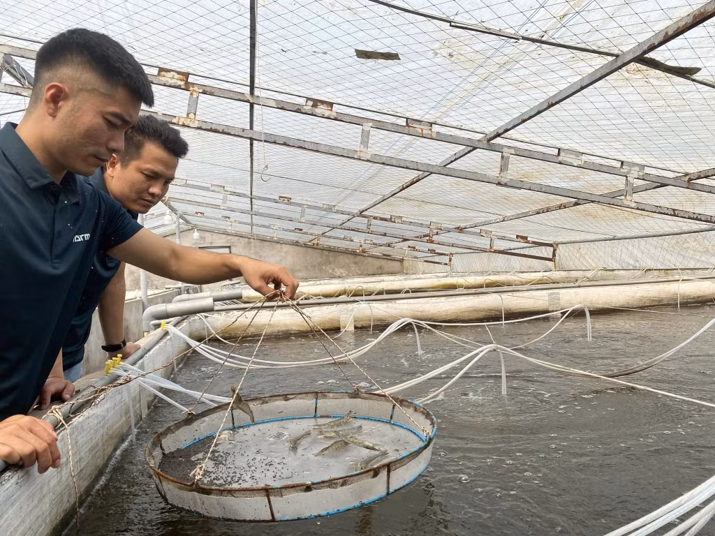 Anh Vũ Đức Tuấn (xã Hoàng Tân, TX Quảng Yên) thường xuyên kiểm tra đầm tôm.