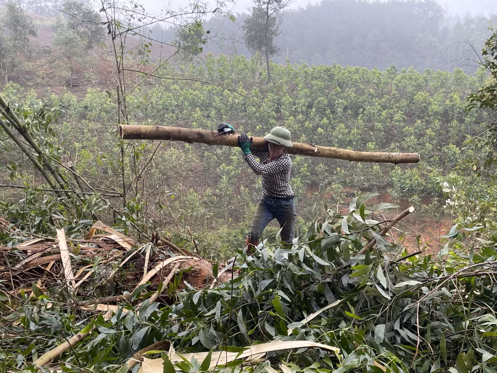 Người dân xã Húc Động, huyện Bình Liêu khai thác keo lấy gỗ.