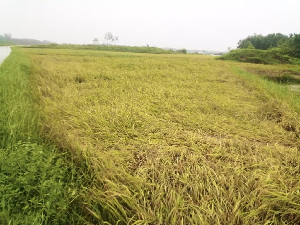 Một số diện tích sản xuất nông nghiệp bị ảnh hưởng do mưa lớn các tại xã, thị trấn trên địa bàn
