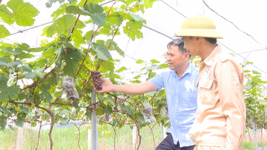 Giống nho Hạ đen được nông dân xã An Sinh đưa vào trồng và đang chuẩn bị thu hoạch năm thứ 2.