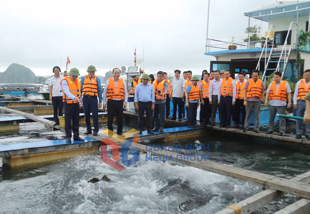 Đồng chí Bí thư Tỉnh ủy,Chủ tịch HĐND tỉnh kiểm tra Mô hình nuôi cá biển của Hợp tác xã Thắng Lợi tại xã Bản Sen, huyện Vân Đồn.