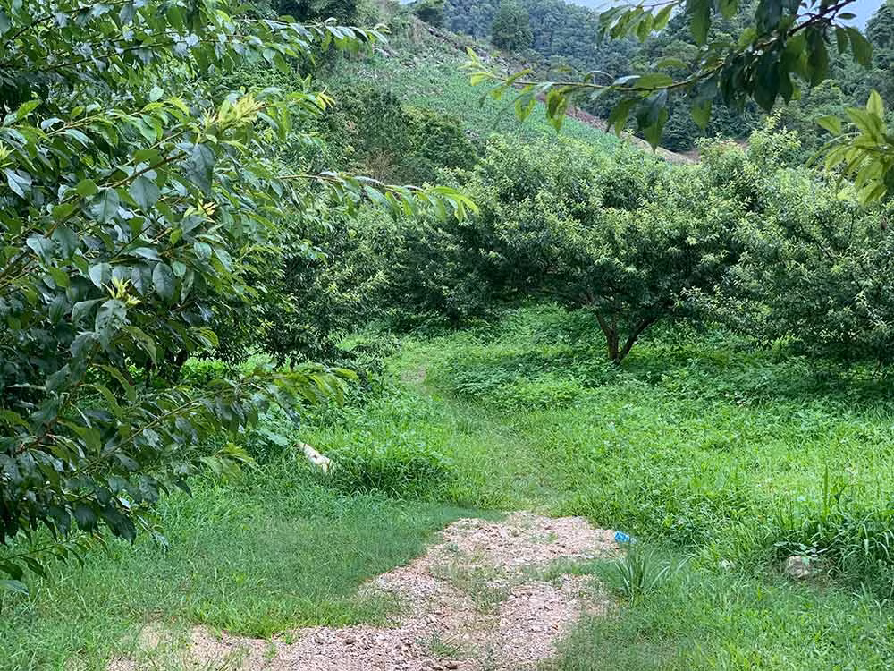 Vườn mận, vườn đào xanh mướt nằm lọt thỏm giữa thung lũng. Ảnh: Hà An