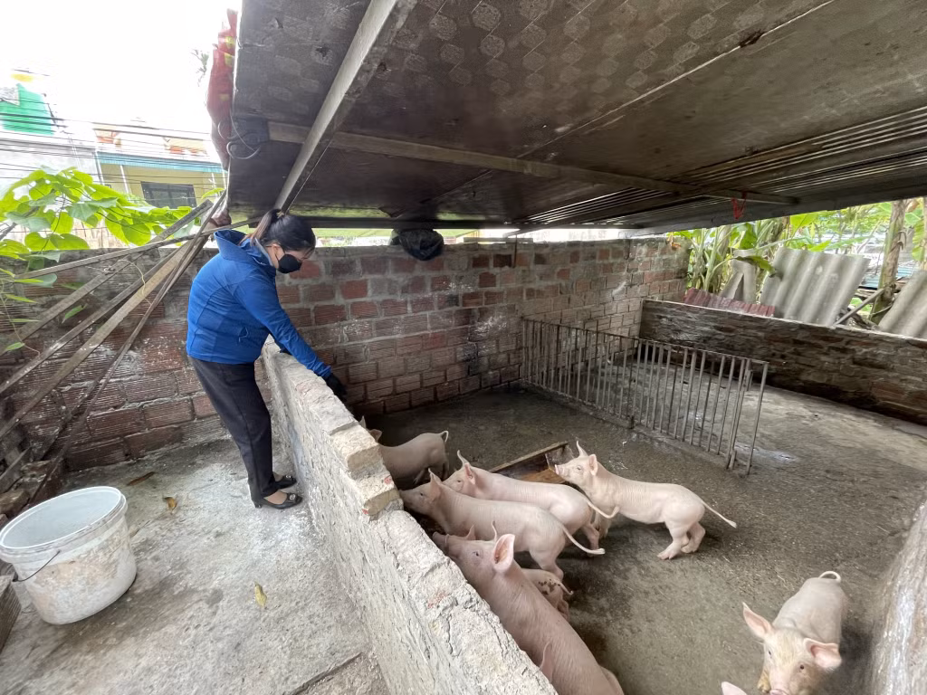 Cán bộ thú y xã Liên Vị (TX Quảng Yên) kiểm tra công tác phòng chống dịch tại một số hộ nuôi lợn.