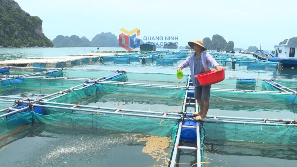 Anh Lò Văn Học – nuôi trồng thủy sản ở khu Hòn Cò đang đầu tư nuôi cá dìa