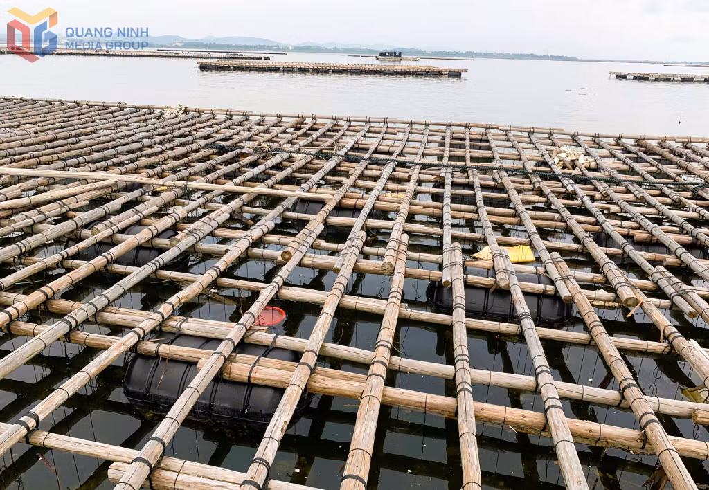 Tại khu vực cửa sông Bắc Luân, bà con NTTS đang vào đợt thu hoạch hàu.