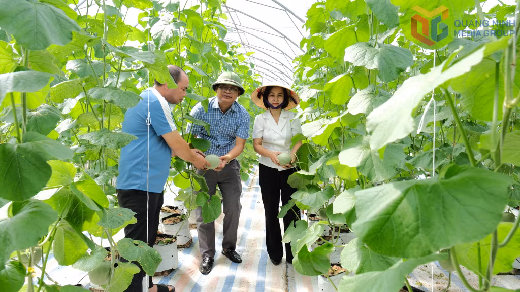 Dưa lưới trong nhà màng đã khẳng định được chỗ đứng trên thị trường