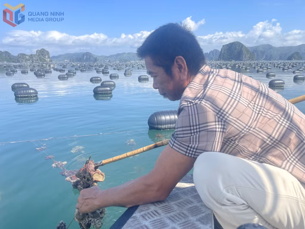 Người dân thu hoạch hàu.