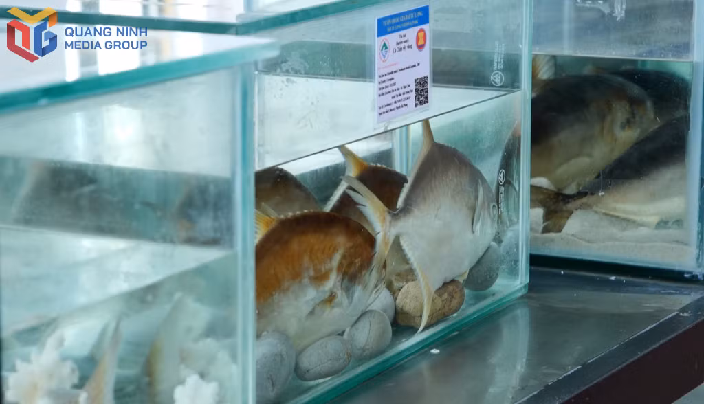 Mẫu vật được trưng bày tại Bảo tàng VQG Bái Tử Long đều được gắn mã QR để thuận tiện cho việc tra cứu, tìm hiểu thông tin.