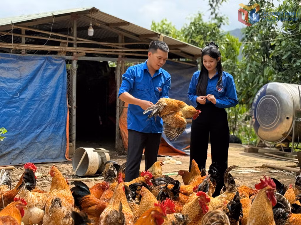 Gà Tiên Yên được nhiều thanh niên vùng cao nhân rộng và nuôi có quy mô.