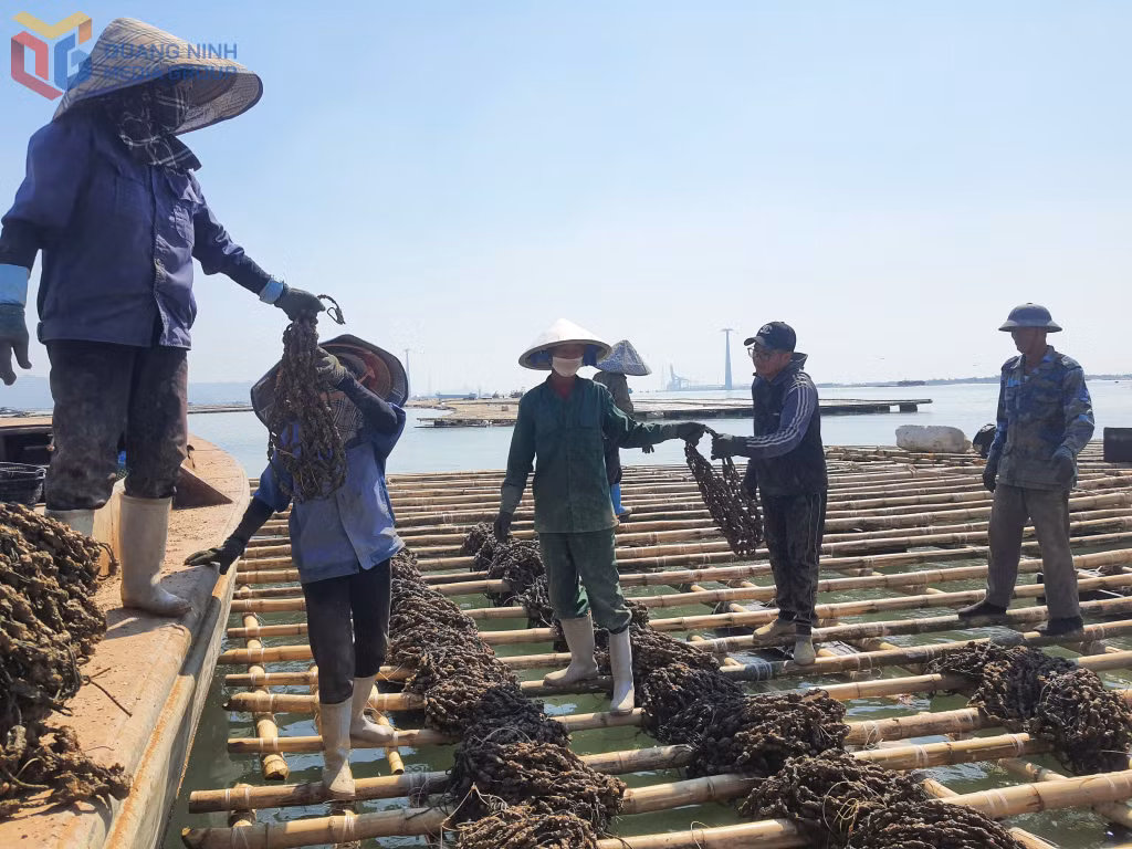 Người dân Quảng Yên triển khai nuôi hàu trên diện tích mặt biển được giao. Ảnh: Việt Hoa