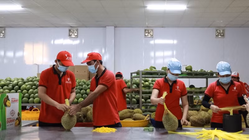 Công nhân đóng gói trái cây xuất khẩu tại Công ty Vina T&amp;T Group. (Ảnh MINH ANH)