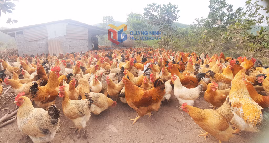 Người dân Nà Cà chăn nuôi gà tập trung.
