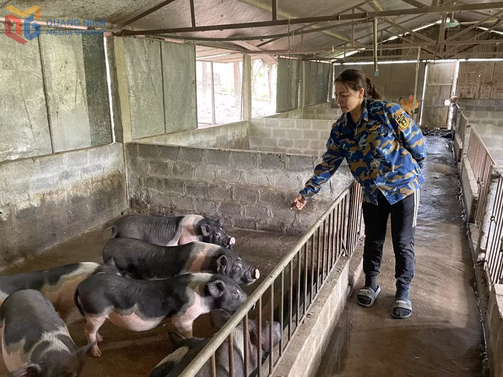 HTX nông nghiệp hữu cơ An Lộc là một trong những cơ sở chăn nuôi lợn Móng Cái quy mô lớn tại xã Hải Ninh.