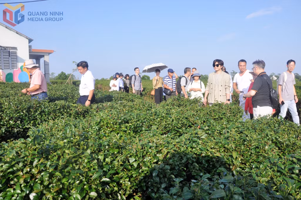 Khách nước ngoài đến khảo sát, tham quan đồi chè canh tác theo hướng hữu cơ của Công ty TNHH Đầu tư xây dựng và thương mại Việt Tú.