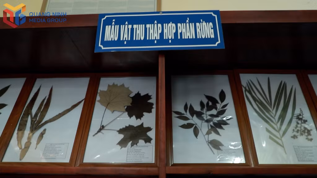 Khu trưng bày sinh vật rừng hiện có gần 400 mẫu thực vật rừng.