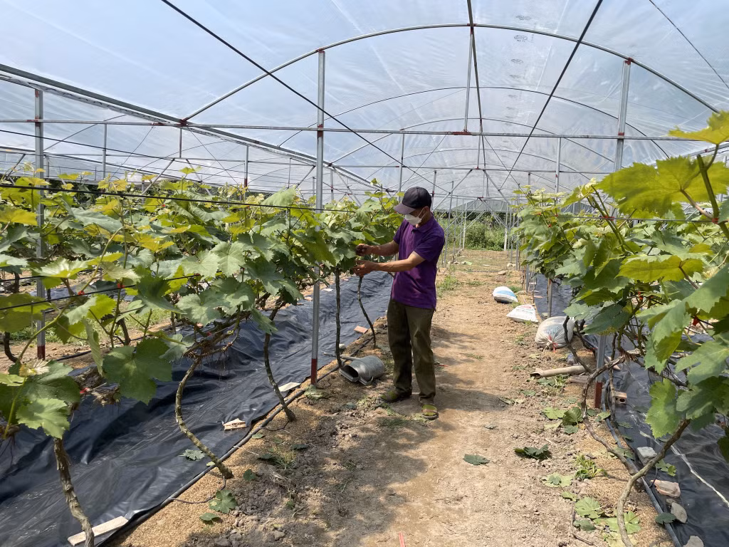 Người dân phường Hoành Bồ phát triển mô hình trồng nho cho giá trị kinh tế cao.