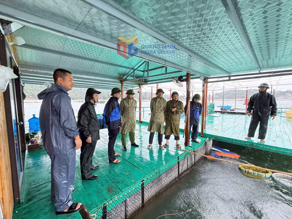 Ban Chỉ huy PCTT&TKCN Đặc khu Cô Tô kiểm tra công tác đảm bảo an toàn đối với các nhà bè nuôi trồng thuỷ sản trên biển trước cơn bão số 3 (Wipha) 
