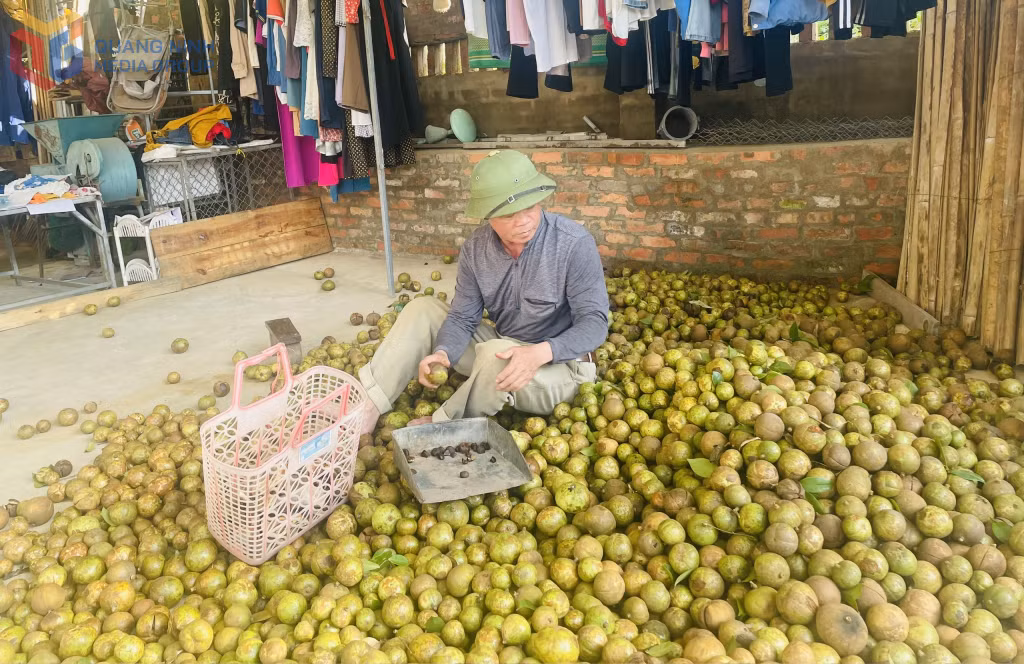 Phân loại quả sở trước khi ép thành dầu.