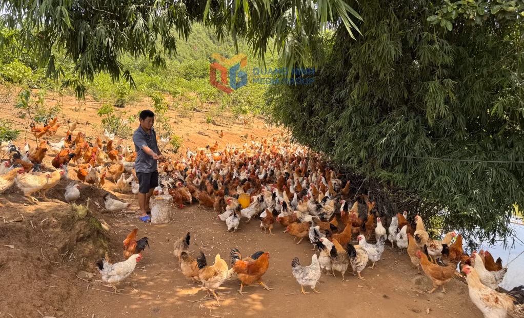 Mô hình chăn nuôi gà thả vườn của hộ anh Bế Văn Lỵ (thôn Hồng Phong, xã Tiên Yên) cho thu nhập trên 200 triệu đồng/năm.