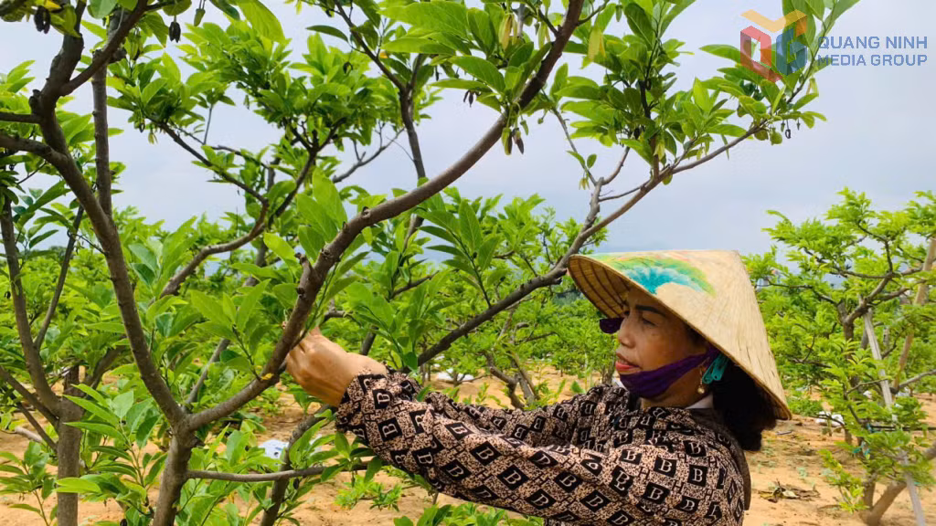 Mô hình trồng na của chị Vũ Thị Huyền (thôn Đồng Ý, phường An Sinh) cho hiệu quả kinh tế cao.