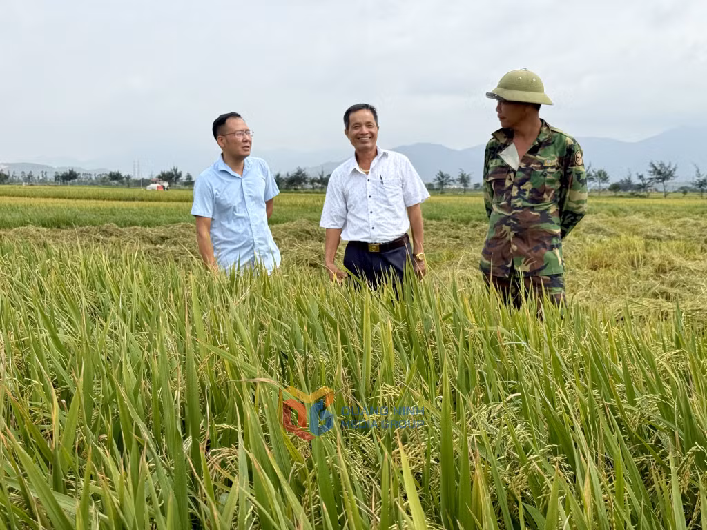 Vụ lúa Xuân 2025 được mùa, nông dân trong tỉnh phấn khởi.