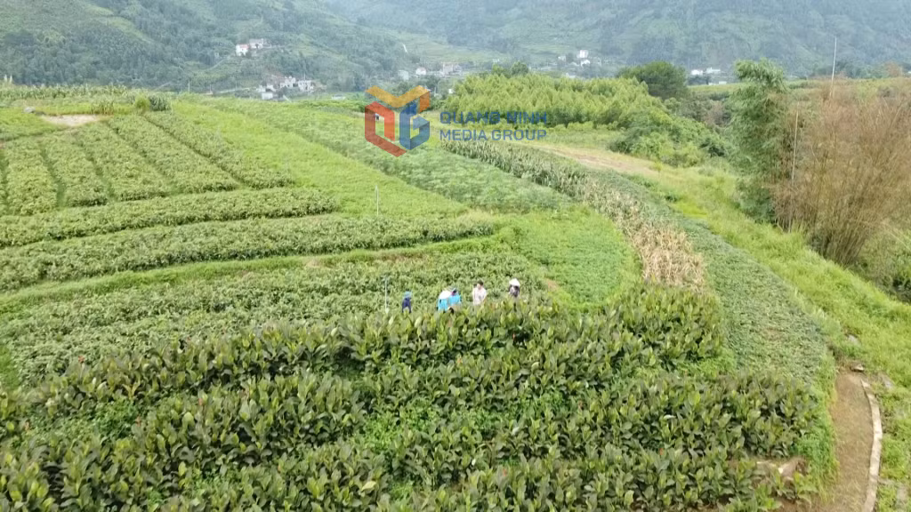 Toàn tỉnh hiện có 67 mã vùng trồng được cấp và duy trì đến thời điểm hiện nay.