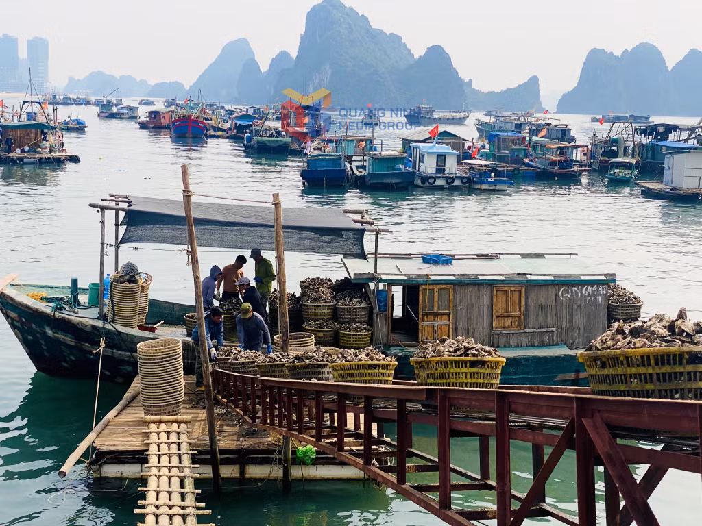Ngư dân phấn khởi thu hoạch sản phẩm nhuyễn thể xuất bán đầu năm 2025.