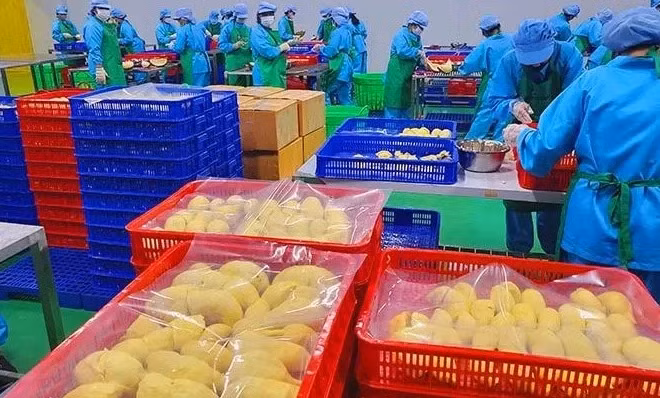 Xuất khẩu sầu riêng đông lạnh tăng gấp 3 lần